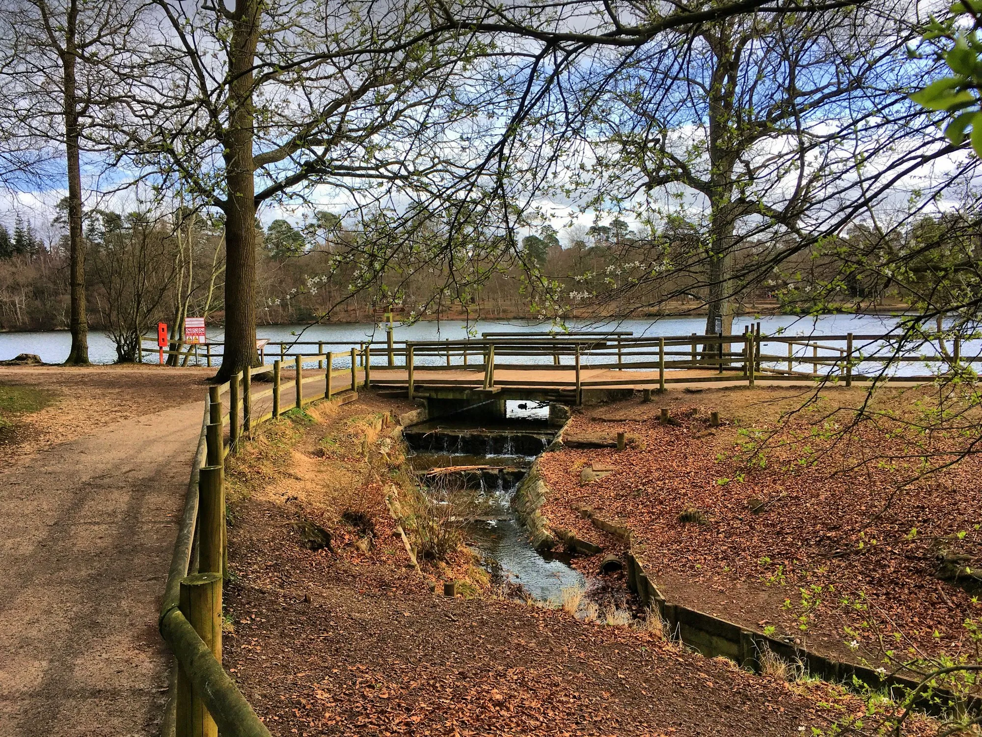 Las Black Park w Buckinghamshire